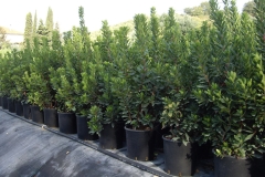 Arbutus unedo 